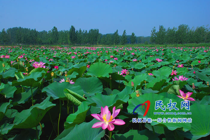 映日荷花别样红 ---民权黄河故道掠影