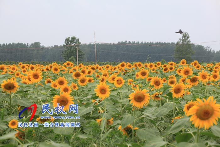 我县黄河故道生态廊道万余棵向日葵怒放 市民观赏流连忘返