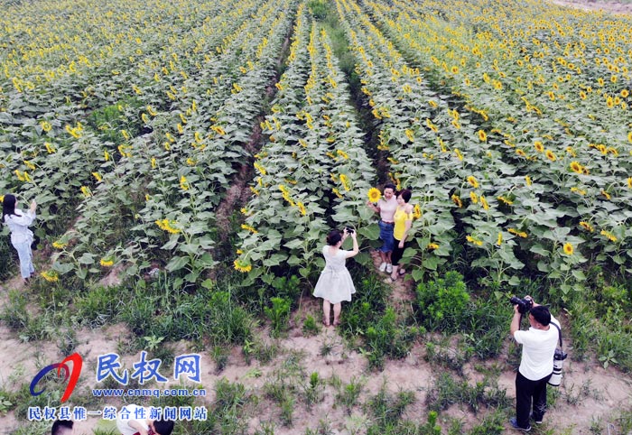 我县黄河故道生态廊道万余棵向日葵怒放 市民观赏流连忘返