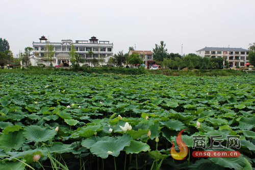 民权绿洲荷花争艳