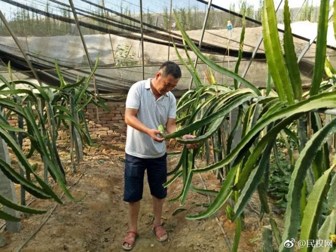 花园乡朱庄村火龙果长势喜人