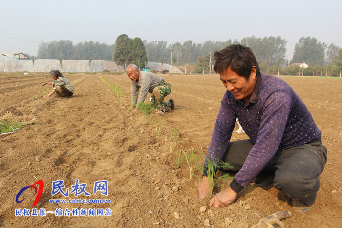 双塔镇大力发展露地芦笋种植产业