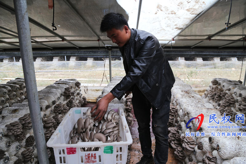 老颜集乡：贫困户的脱贫“致富伞” —平菇种植大户王世先的带贫故事