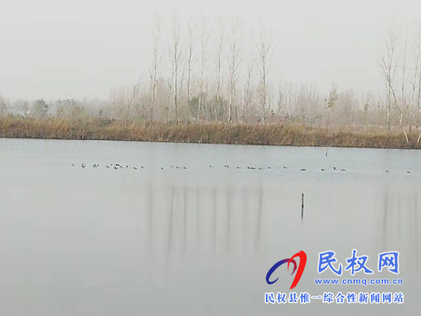 中央电视台新闻频道到我县录制青头潜鸭 中央电视台新闻频道到我县录制青头潜鸭