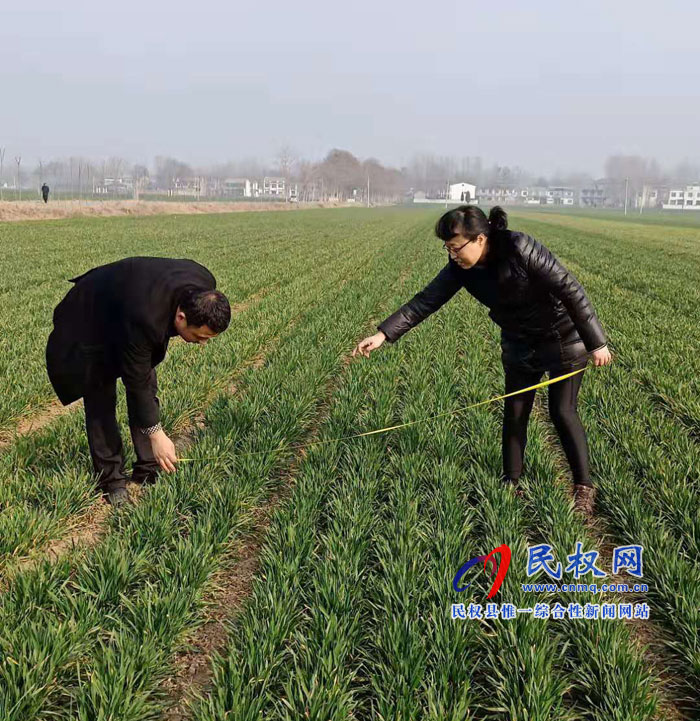 县农牧局技术人员小麦苗情忙调查 县农牧局技术人员小麦苗情忙调查