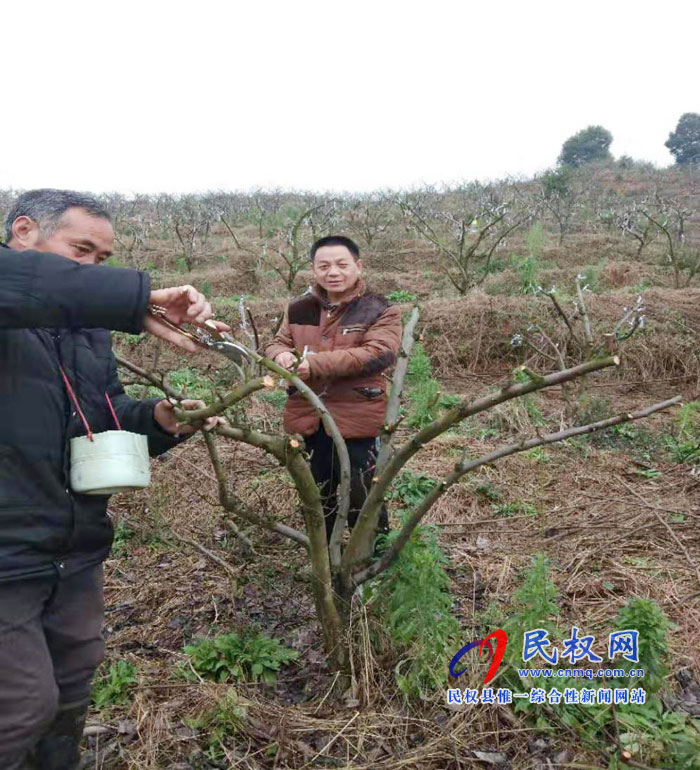 县园艺站通过果树高接换头提升民权果品竞争力 县园艺站通过果树高接换头提升民权果品竞争力