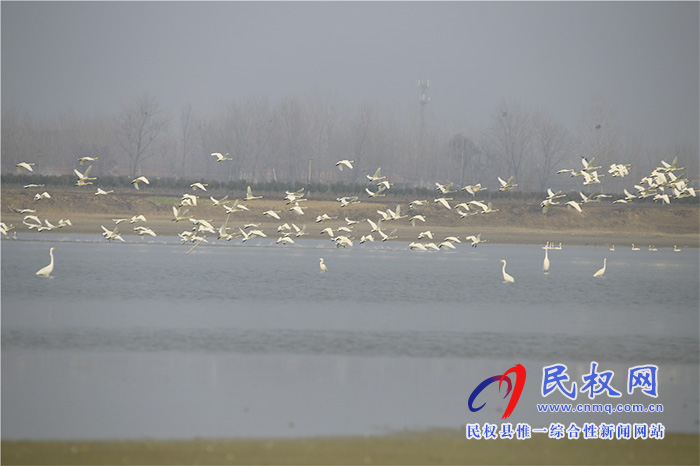 专题|河南民权:故道水暖天鹅栖 专题|河南民权:故道水暖天鹅栖