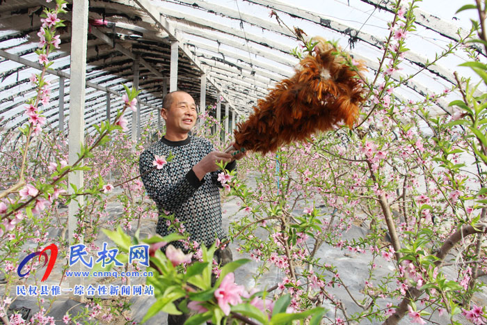 双塔镇果农大棚油桃授粉忙 双塔镇果农大棚油桃授粉忙