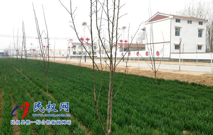 野岗镇:梨树新苗春催蕾“森林乡村”树成行 野岗镇:梨树新苗春催蕾“森林乡村”树成行
