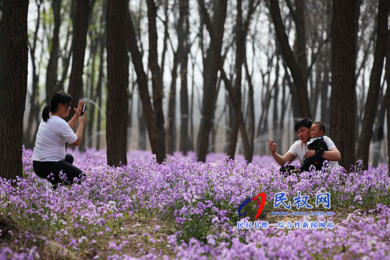“网红花海”引游人 “网红花海”引游人