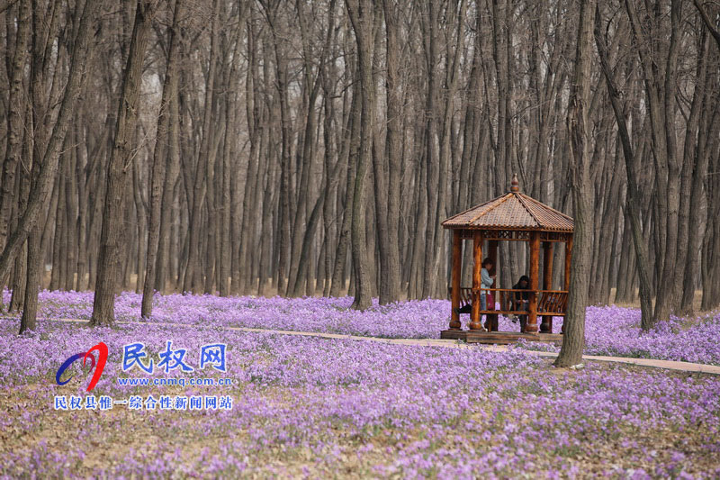 “网红花海”引游人 “网红花海”引游人