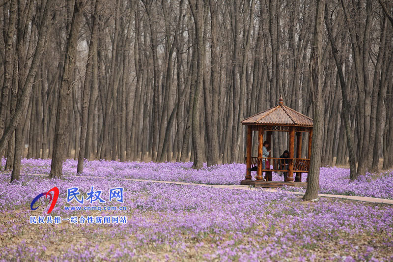 “网红花海”引游人