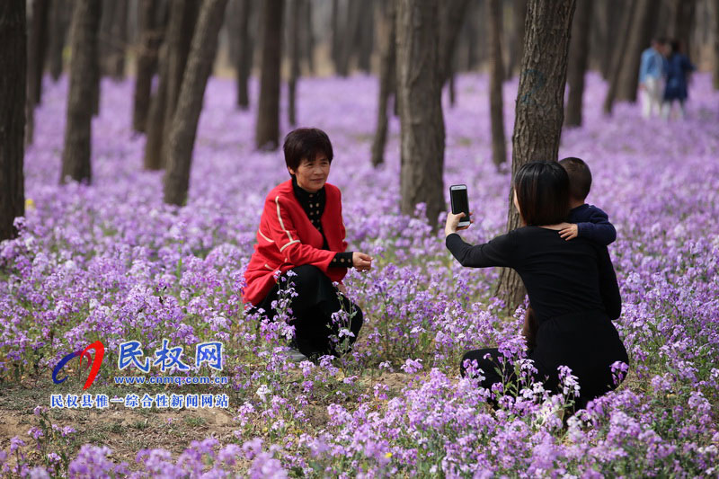 “网红花海”引游人 “网红花海”引游人