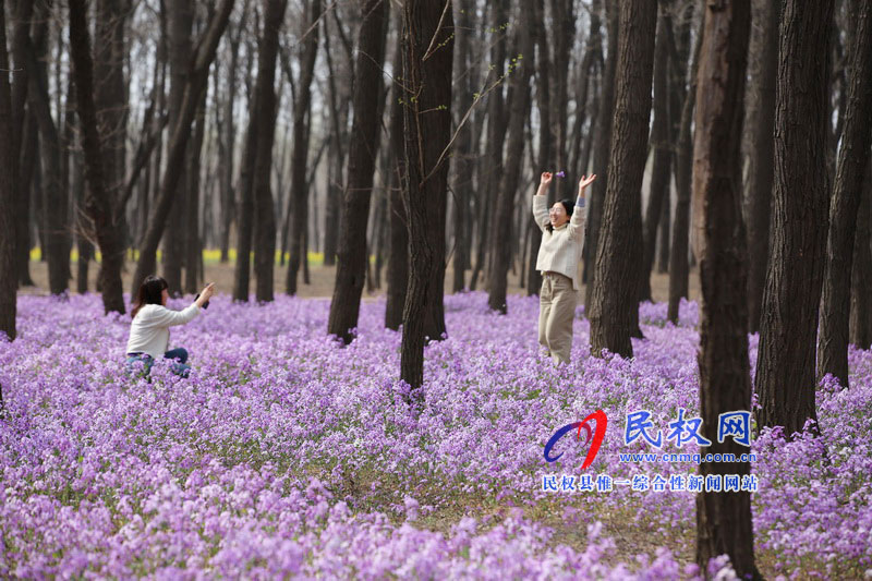 “网红花海”引游人 “网红花海”引游人