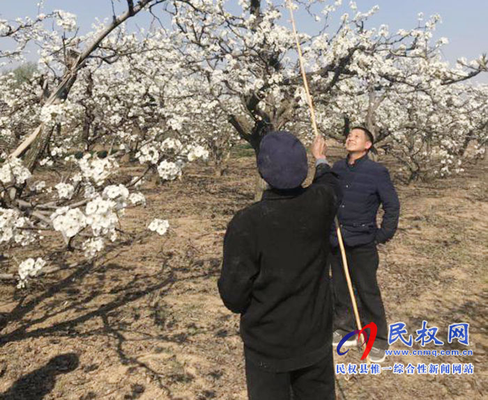 梨树进入盛花期园艺站指导果农人工授粉忙