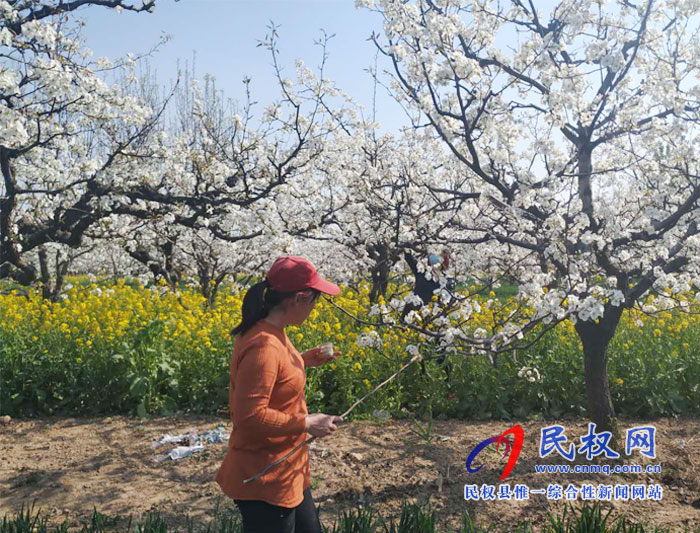 梨树进入盛花期园艺站指导果农人工授粉忙