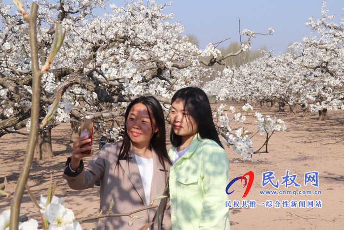 野岗镇:万亩梨园花盛开 授粉踏春正当时 野岗镇:万亩梨园花盛开 授粉踏春正当时