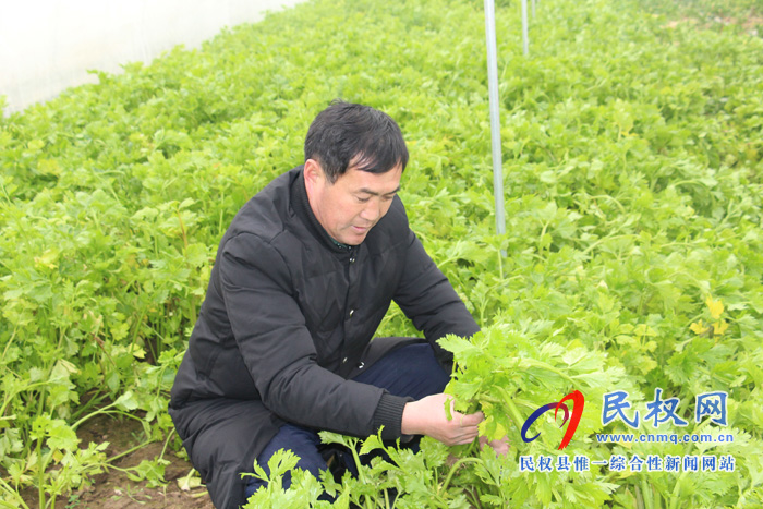 花园乡四大举措发展蔬菜大棚产业 花园乡四大举措发展蔬菜大棚产业