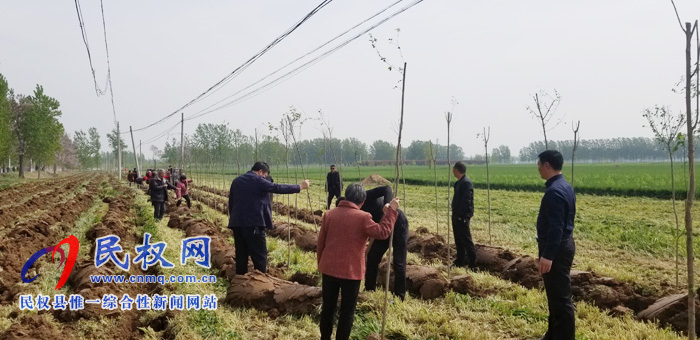 庄子镇积极开展国土绿化、植树造林活动 庄子镇积极开展国土绿化、植树造林活动