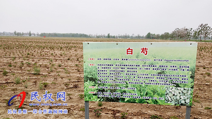 野岗镇500亩中药材芍药长势正旺 野岗镇500亩中药材芍药长势正旺