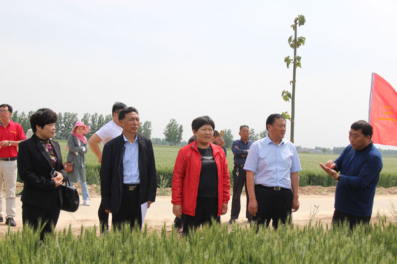 2019年商丘市优质强筋高产小麦新品种示范现场观摩会在民权召开