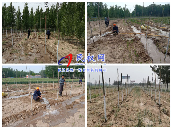双塔镇加强新植苗木管护工作