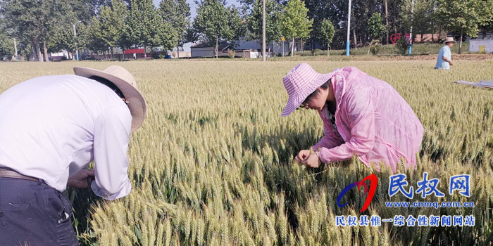 商丘市小麦测产专家组在民权进行小麦测产 商丘市小麦测产专家组在民权进行小麦测产