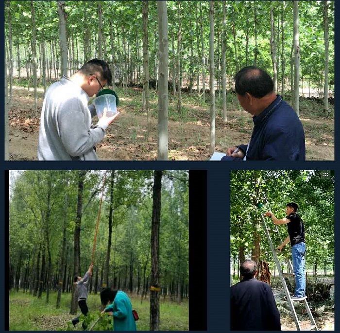 县林业发展服务中心开展美国白蛾虫情 调查工作
