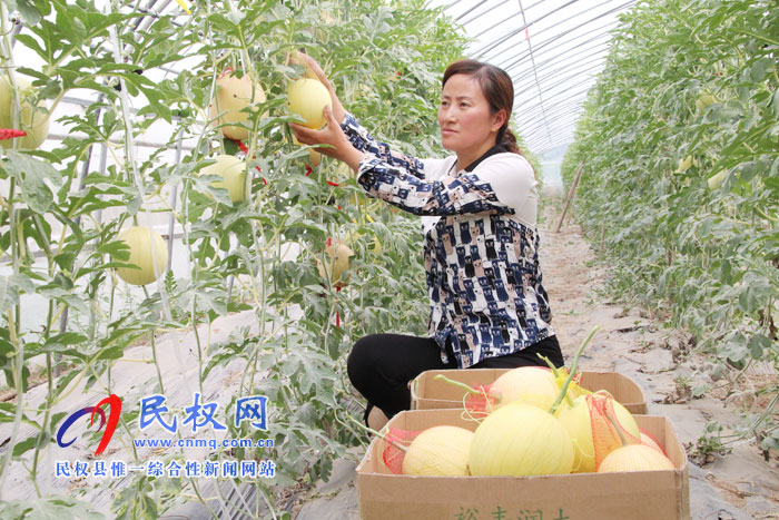 花园乡:大棚吊瓜吸引各方游客采摘品尝 花园乡:大棚吊瓜吸引各方游客采摘品尝