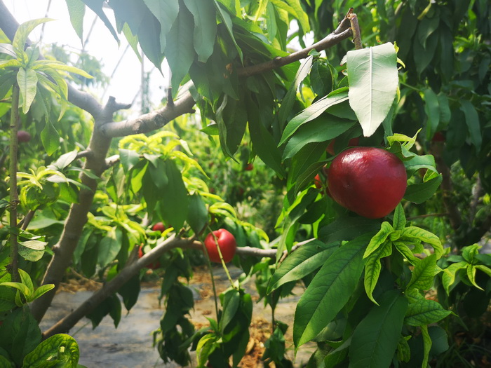 双塔镇：油桃熟了 累累硕果挂在枝头