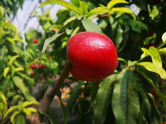 双塔镇：油桃熟了 累累硕果挂在枝头