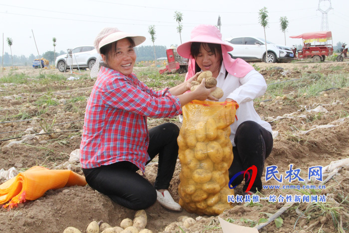花园乡3000亩马铃薯喜获丰收 花园乡3000亩马铃薯喜获丰收