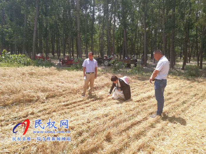 县农业农村局加强麦收期间秋作物的田间管理 县农业农村局加强麦收期间秋作物的田间管理