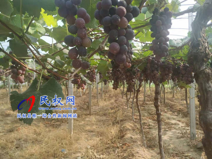 园艺站:我县5000亩优质葡萄示范基地获得大丰收 园艺站:我县5000亩优质葡萄示范基地获得大丰收