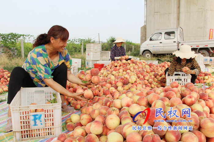 双塔镇优质鲜桃喜获丰收 双塔镇优质鲜桃喜获丰收