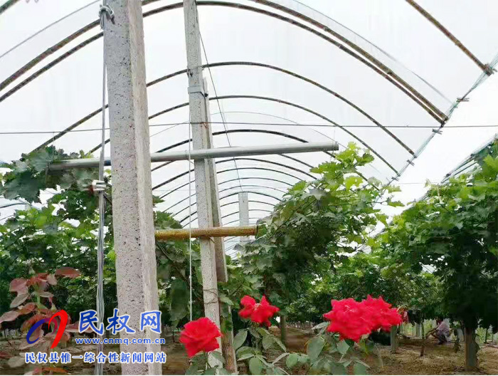园艺站:我县引进甜蜜蓝宝石葡萄新品种 园艺站:我县引进甜蜜蓝宝石葡萄新品种