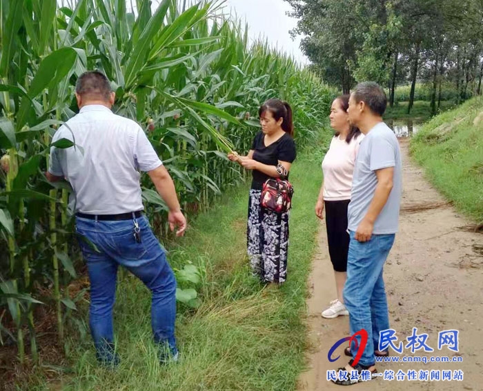 民权县农业农村局农业技术专家雨后田间忙指导