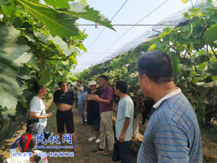 园艺站组织群众参观学习葡萄种植新技术 园艺站组织群众参观学习葡萄种植新技术