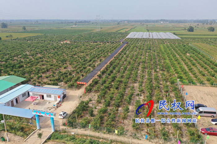 民权:旭光冬枣农家乐 采摘园里话丰收 民权:旭光冬枣农家乐 采摘园里话丰收