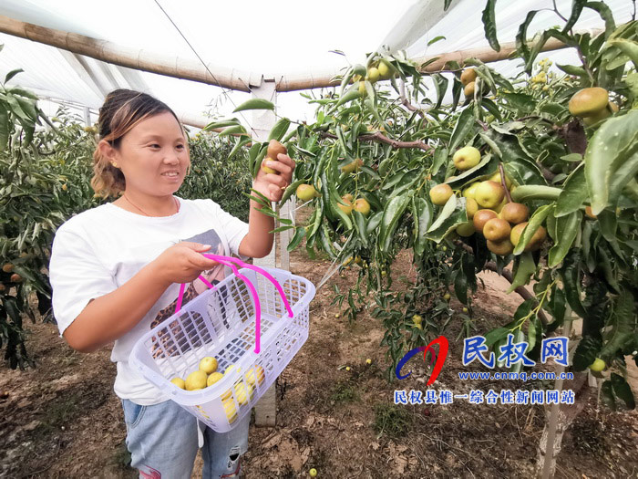 民权：旭光冬枣农家乐 采摘园里话丰收