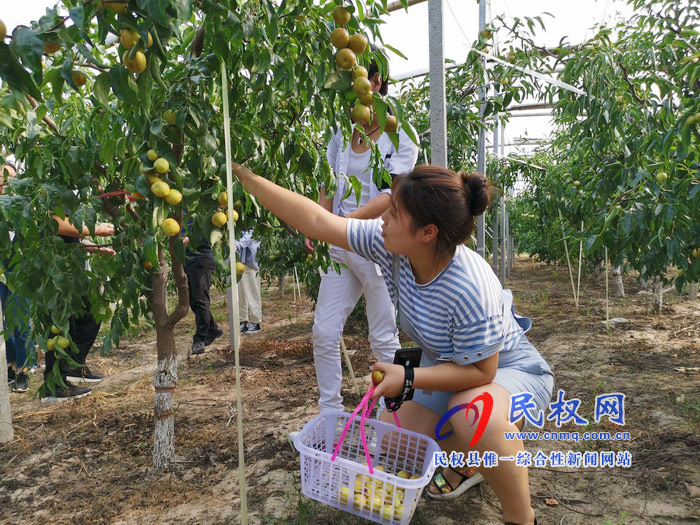 民权:旭光冬枣农家乐 采摘园里话丰收 民权:旭光冬枣农家乐 采摘园里话丰收