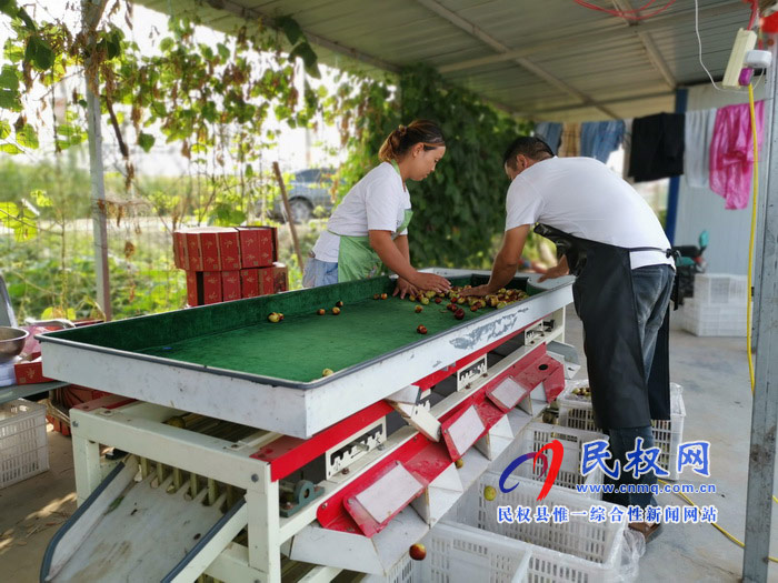 民权:旭光冬枣农家乐 采摘园里话丰收 民权:旭光冬枣农家乐 采摘园里话丰收