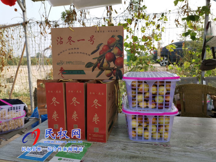 民权:旭光冬枣农家乐 采摘园里话丰收 民权:旭光冬枣农家乐 采摘园里话丰收