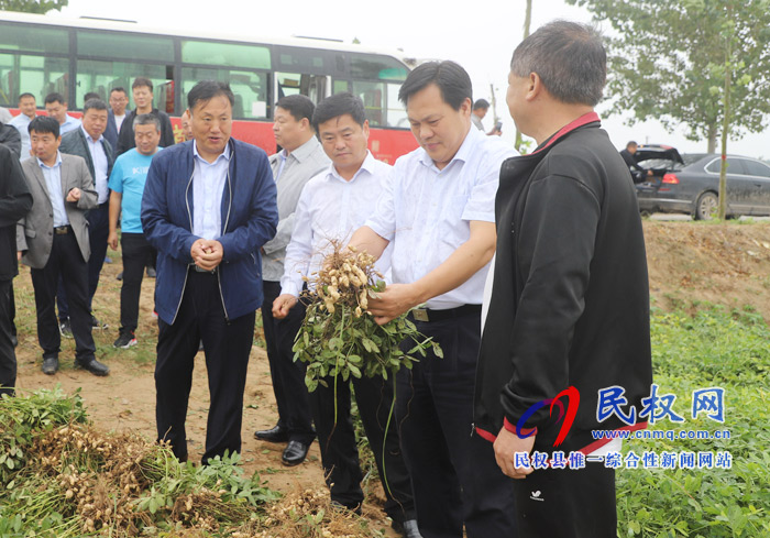 民权:庄稼地里 庆国庆 话丰收 民权:庄稼地里 庆国庆 话丰收