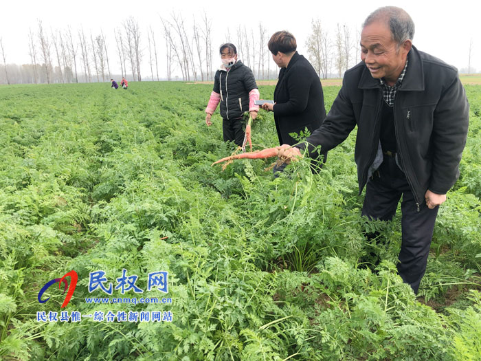 老颜集乡胡楼村:人参萝卜富农家