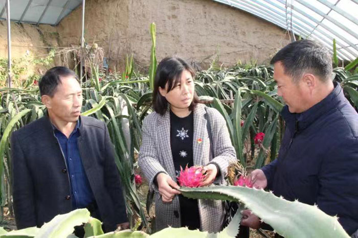 县科协:科技助力乡村产业振兴 县科协:科技助力乡村产业振兴