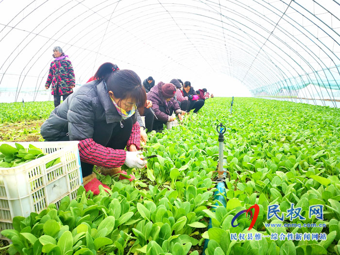 大棚蔬菜喜丰收 群众“钱包”鼓起来 大棚蔬菜喜丰收 群众“钱包”鼓起来