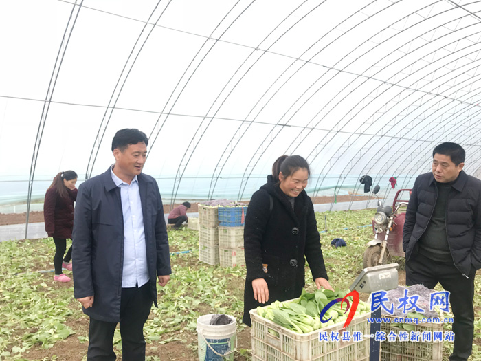 大棚蔬菜喜丰收 群众“钱包”鼓起来 大棚蔬菜喜丰收 群众“钱包”鼓起来