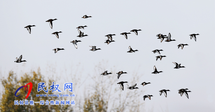 专题|聚焦黄河故道生态廊道美景 拍摄青头潜鸭