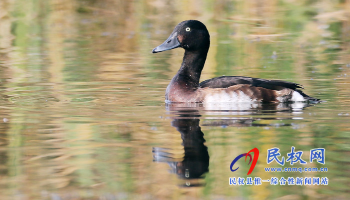 专题|聚焦黄河故道生态廊道美景 拍摄青头潜鸭 专题|聚焦黄河故道生态廊道美景 拍摄青头潜鸭